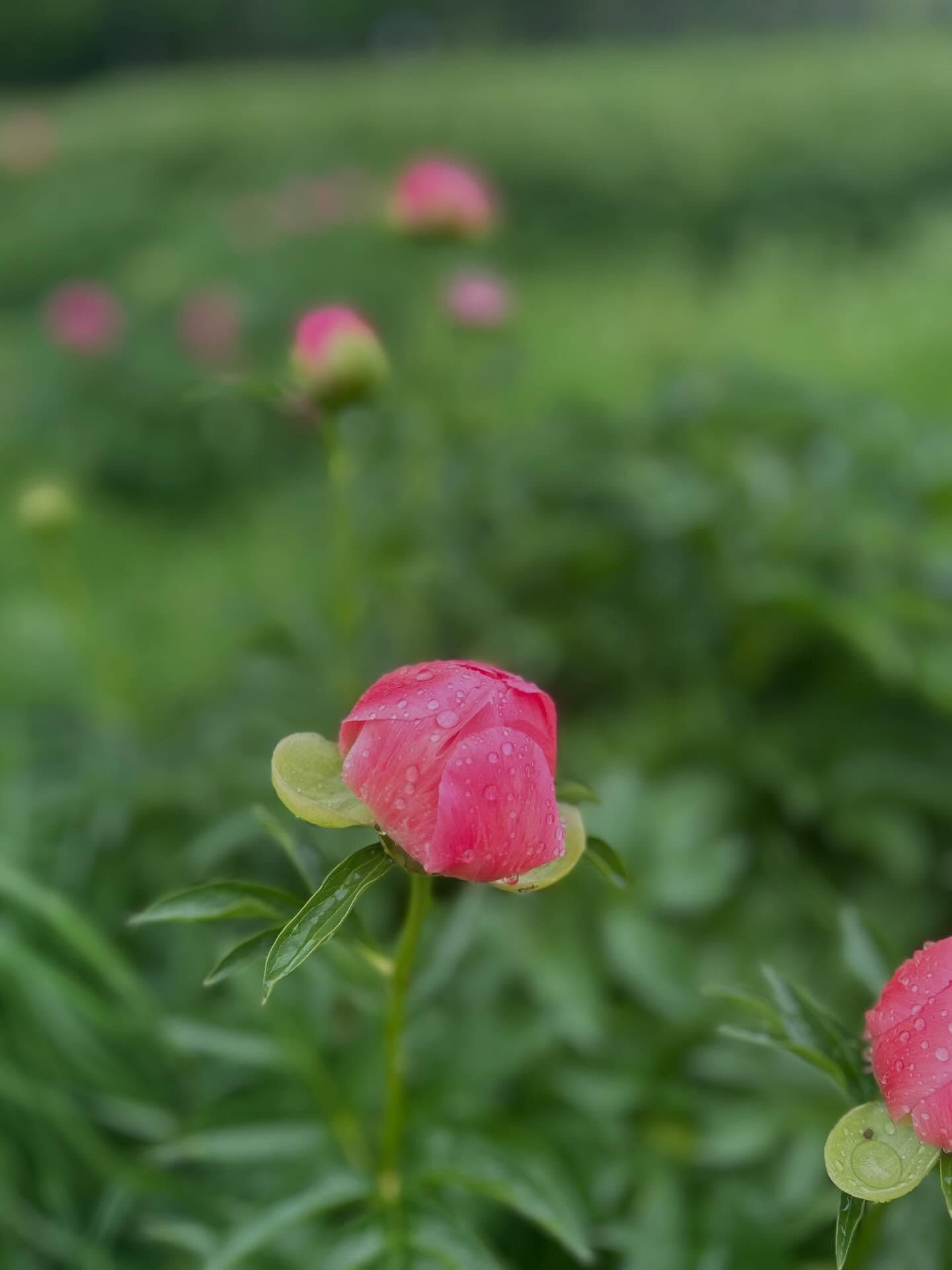 Pink flowers blooming in a green field, with one sharp blossom in the foreground