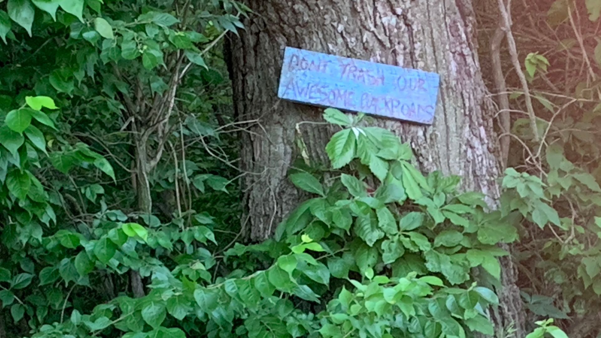 Sign on tree: 