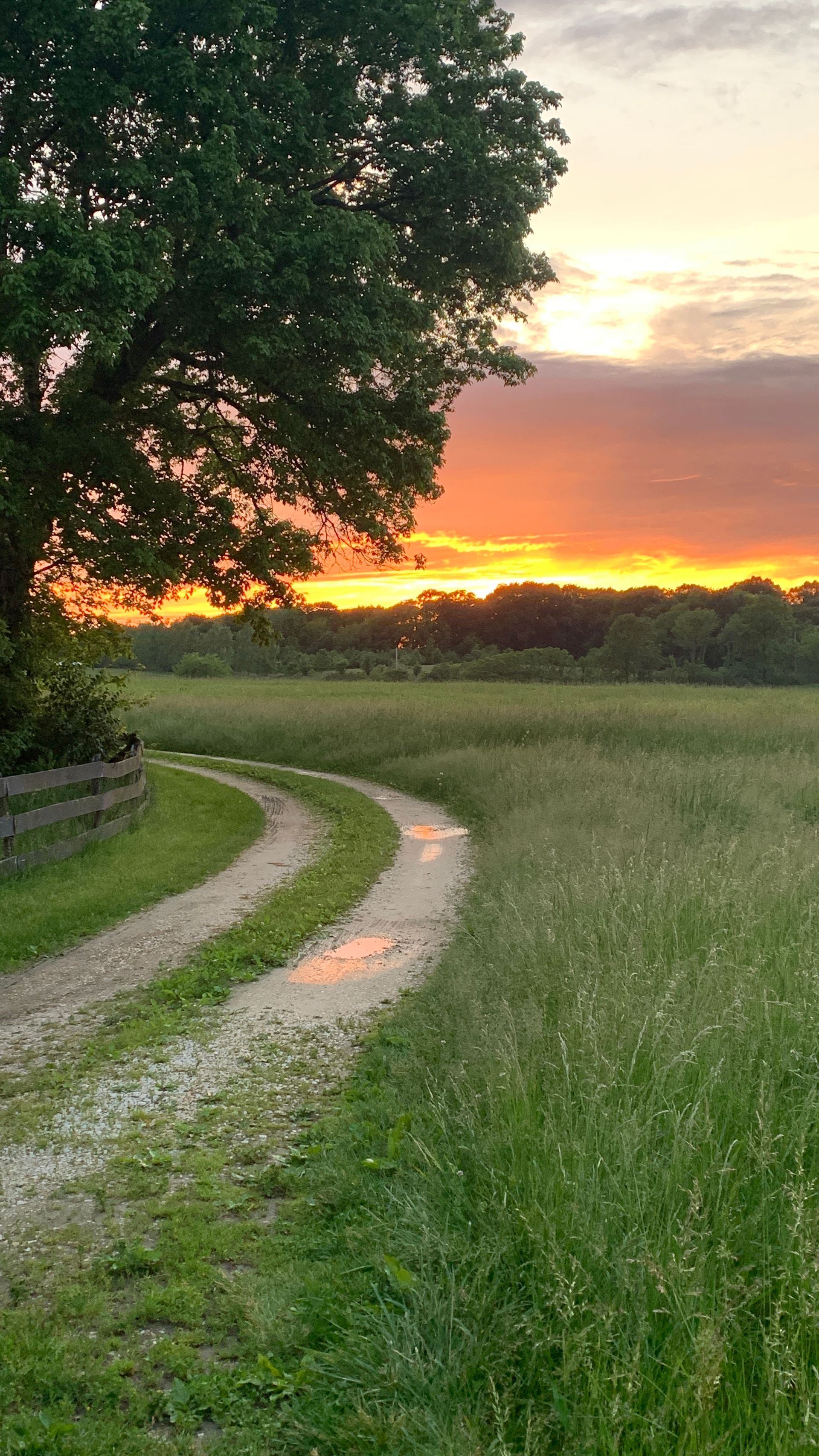 Dirt path curves through field, leading towards a sunset of orange and pink. Tree on the left.  By Mary Berry - Art