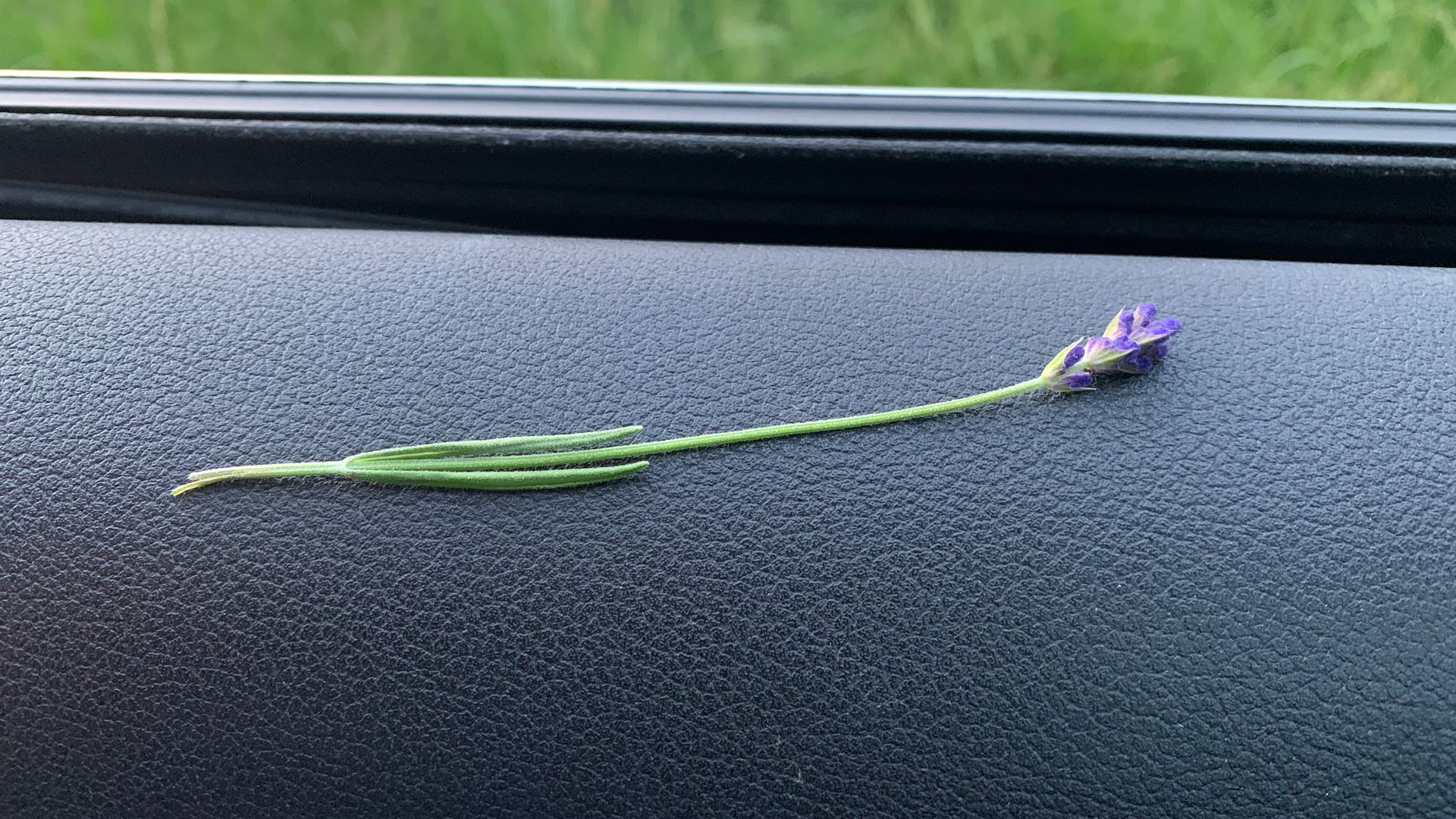 Lavender sprig with purple flower head on a dark, textured surface.  By Mary Berry - Art