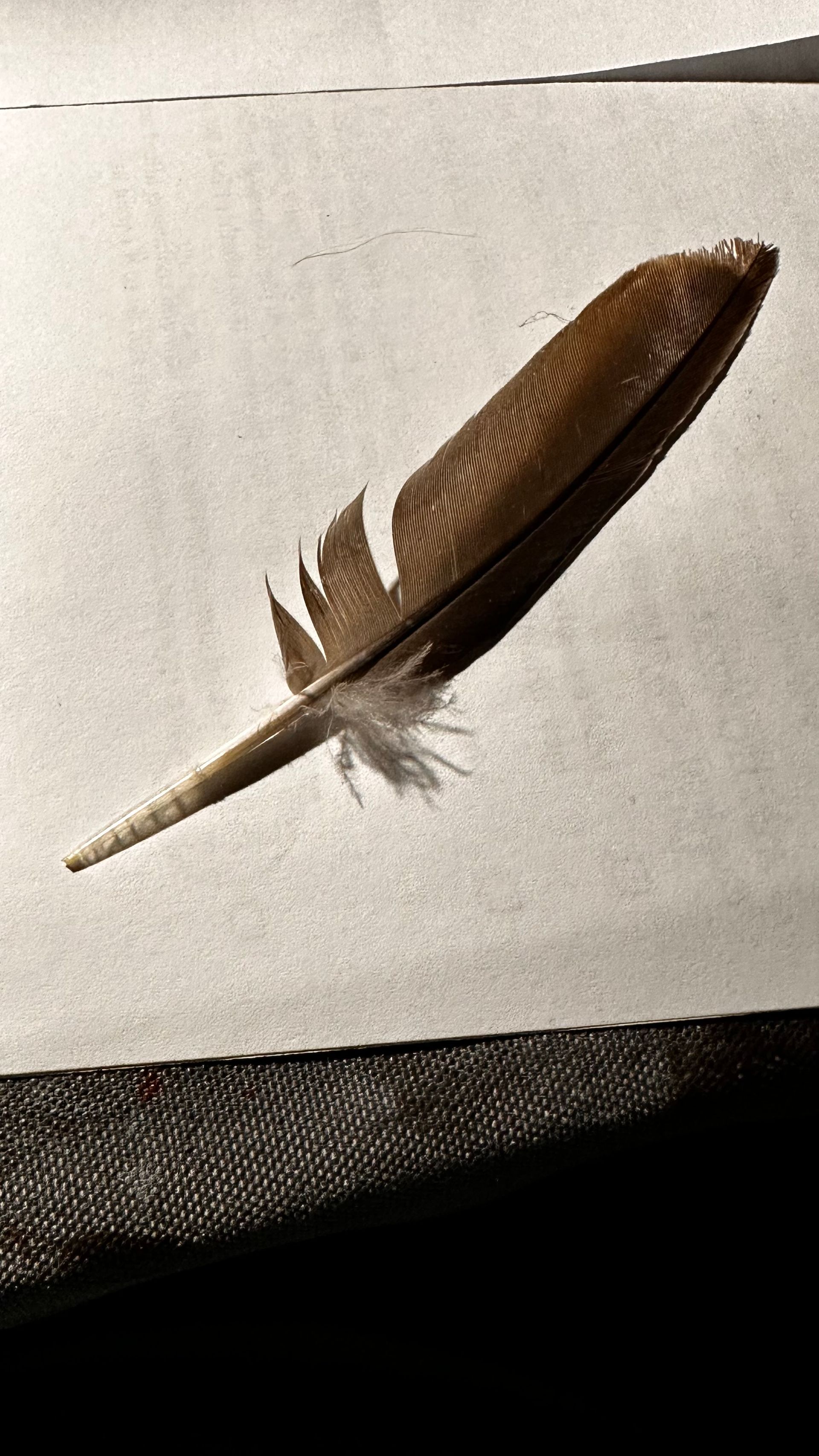Brown and tan bird feather on white paper, showing texture and detail.  By Mary Berry - Art