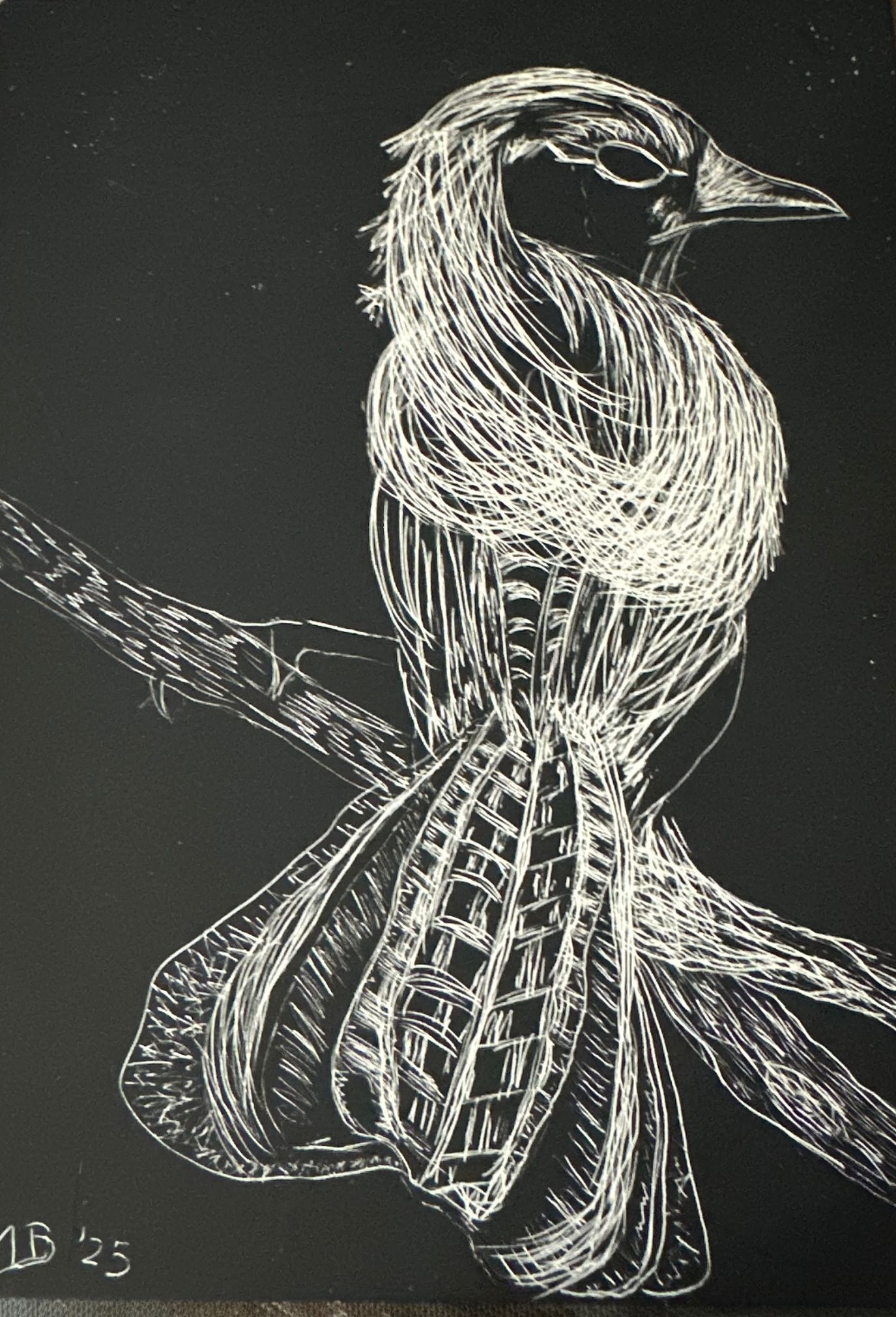 Scratch Board of a bird perched on a branch against a black background.  By Mary Berry - Art