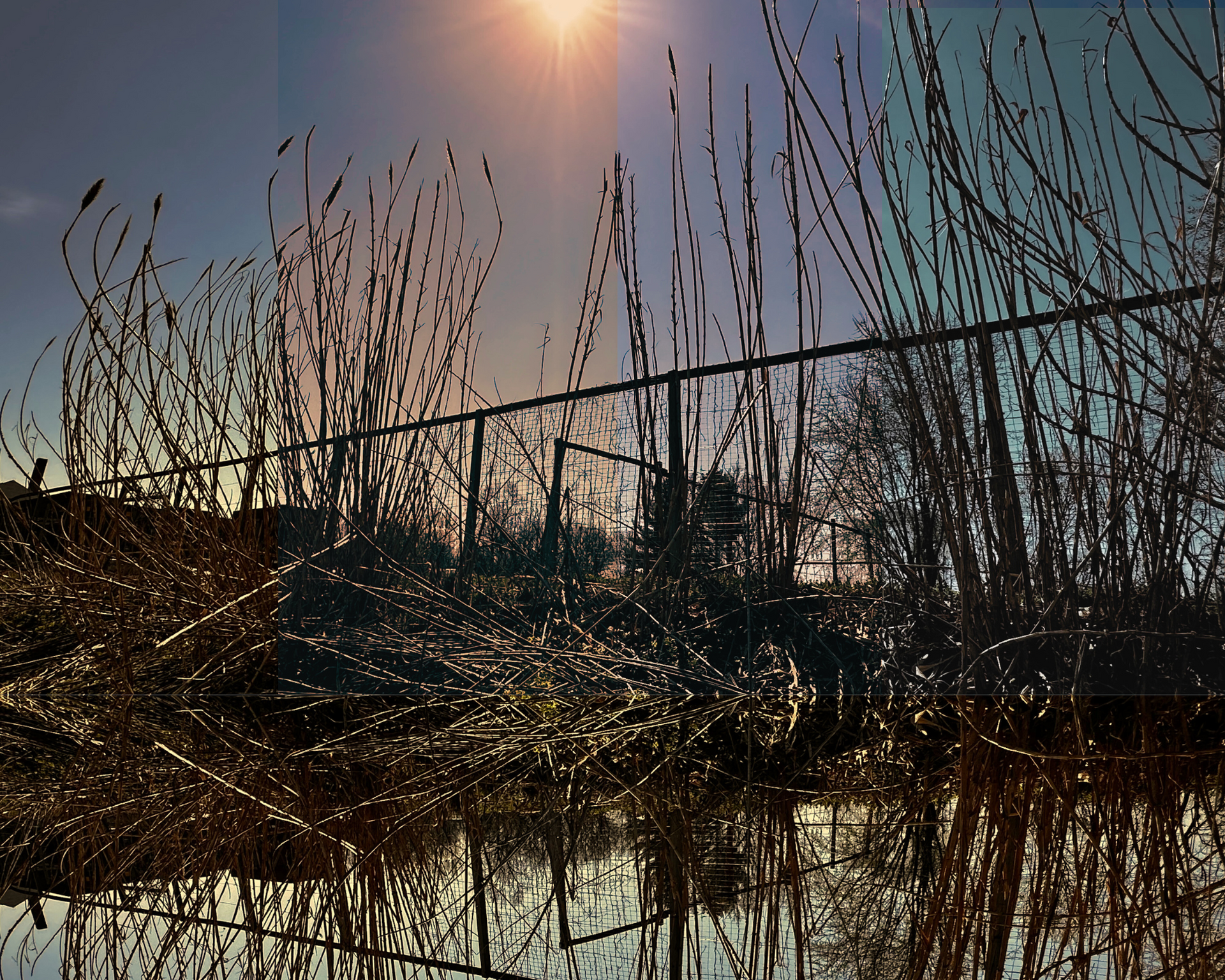 Sun shining over tall, reflective grasses near a dark fence and trees.  By Mary Berry - Art