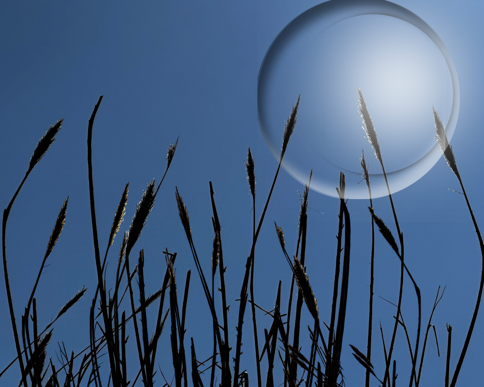 Silhouetted tall grass against a blue sky, with a large, translucent bubble in the center.  By Mary Berry - Art