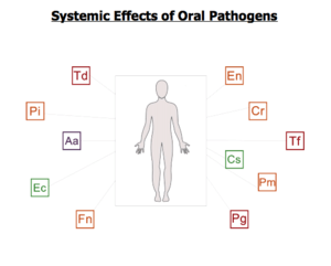 systematic effect of oral pathogens