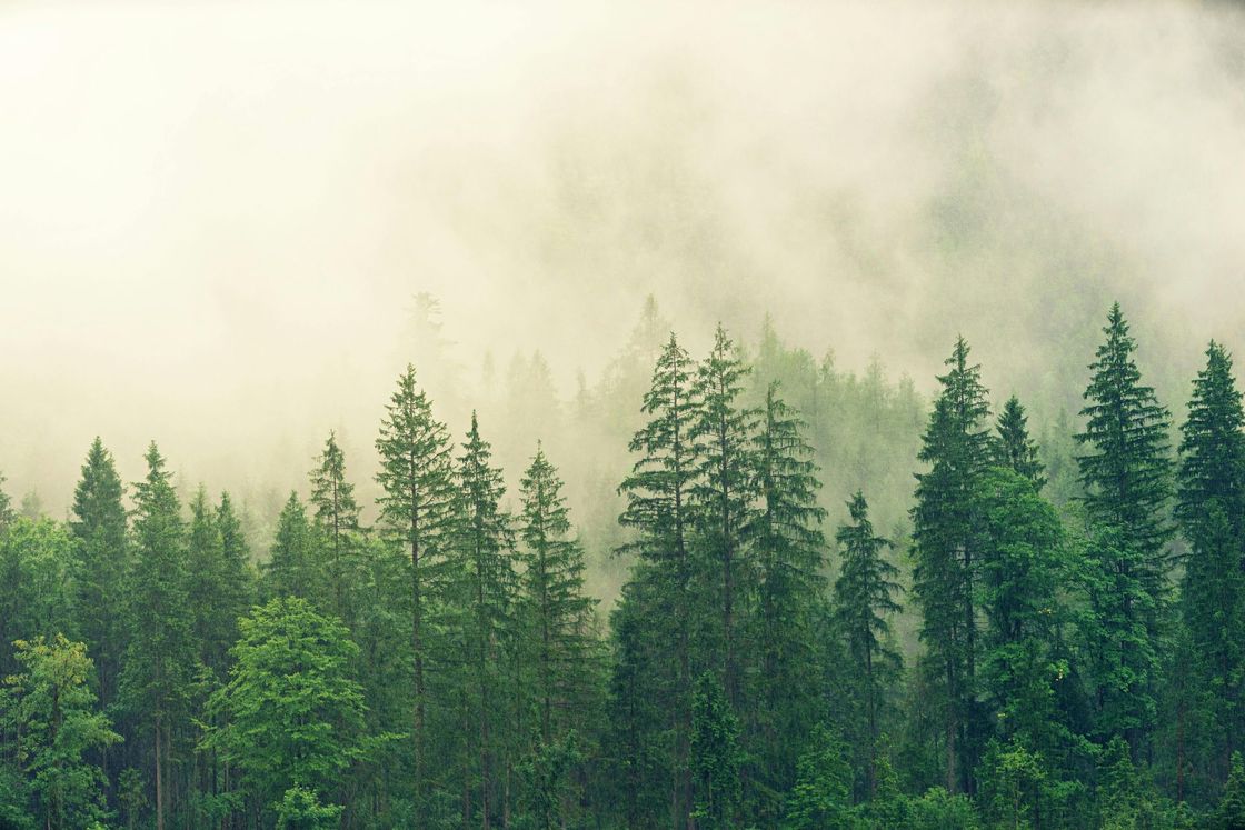 Forest of green trees shrouded in mist and fog.