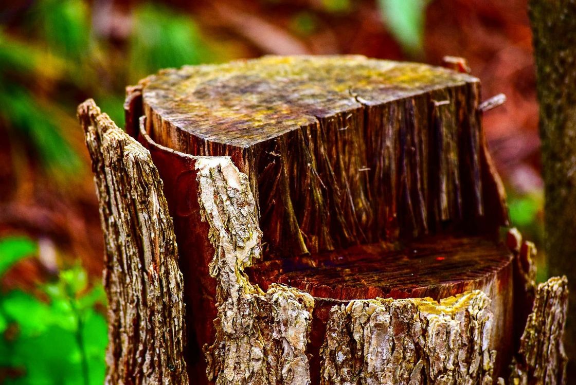 Tree stump with exposed grain, brown and weathered, in a forest setting with blurred greenery.