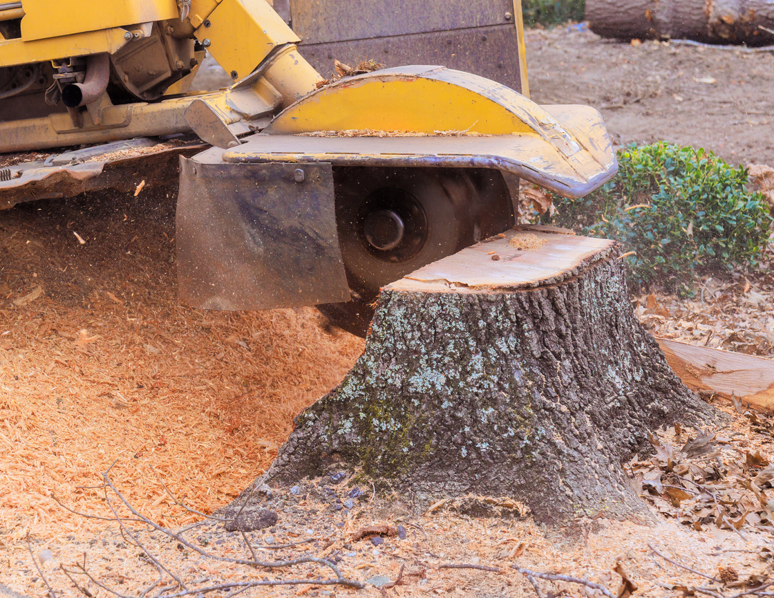 Stump grinder removing a tree stump, wood chips flying. Yellow machine, brown stump.