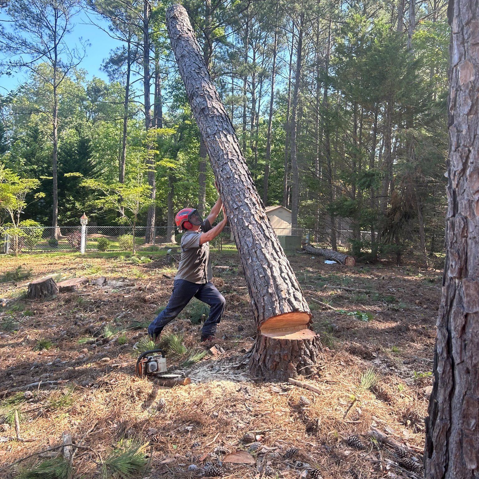 A worker in a helmet pushes a large pine tree trunk that has been partially cut near the base in a wooded area.
