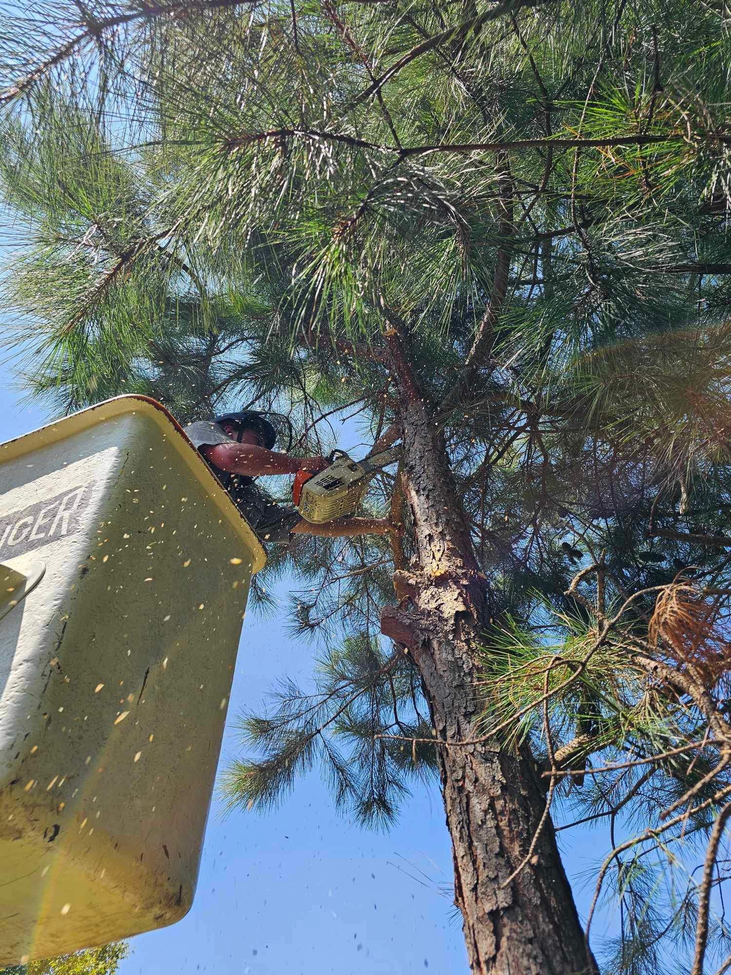 An arborist in a bucket truck uses a chainsaw to prune branches from a tall, pine-like tree against a bright blue sky.