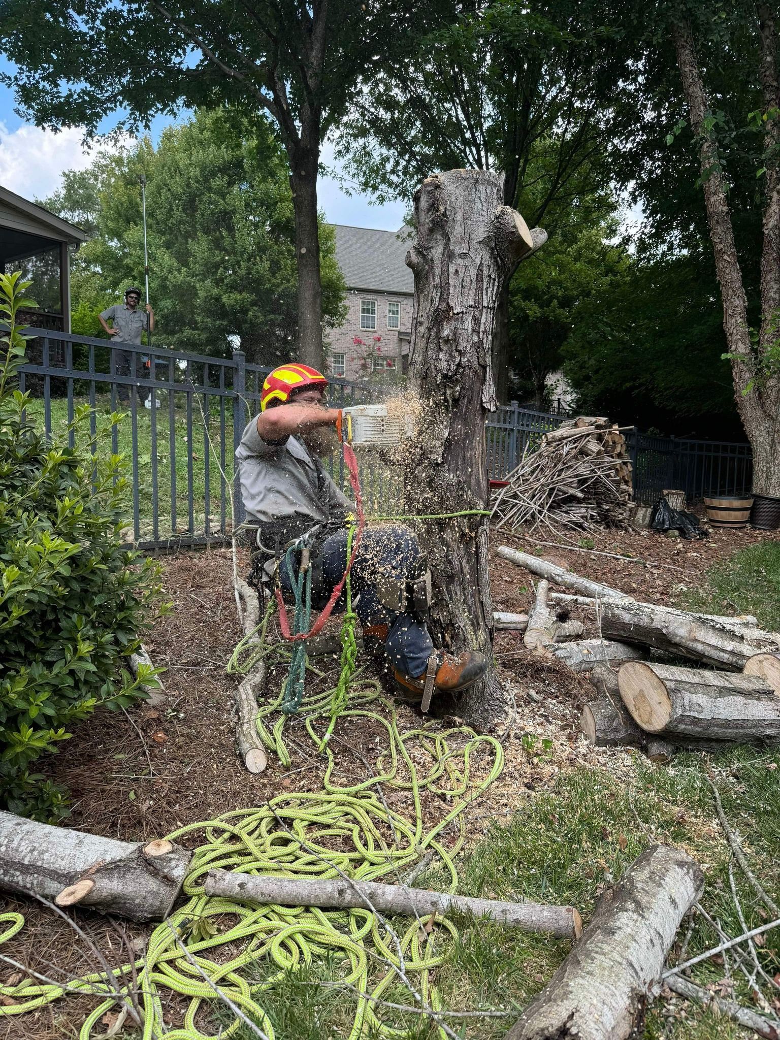 A worker in a helmet and climbing gear cuts into a tree trunk with a chainsaw in a residential yard.