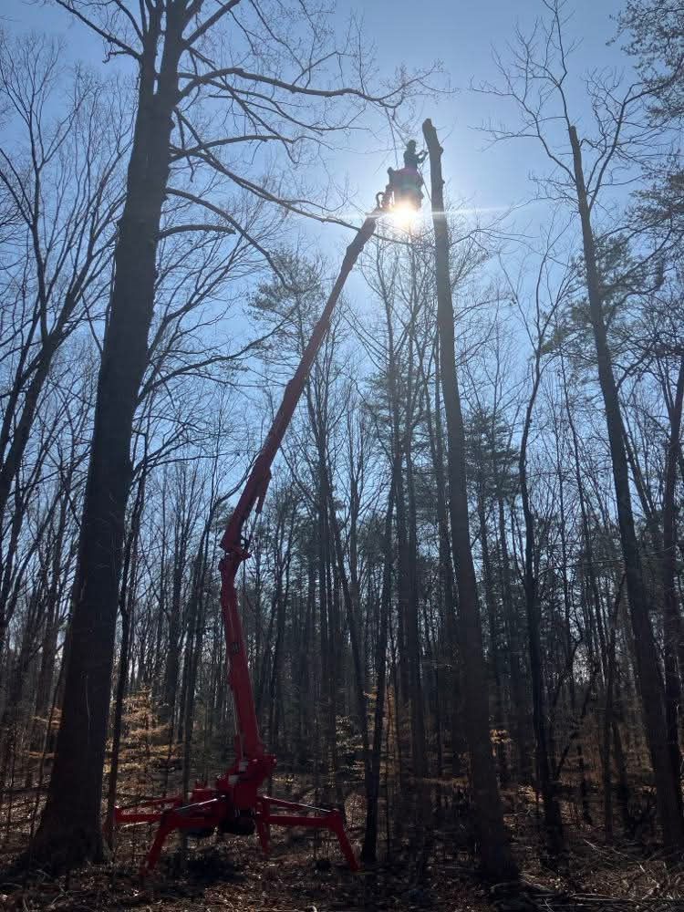 A red aerial lift sits in a forest, extending a worker toward the top of a tall tree to perform tree work.
