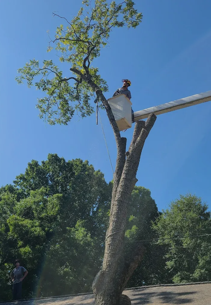 A person in a raised bucket lift prunes branches from a tall tree against a clear blue sky.