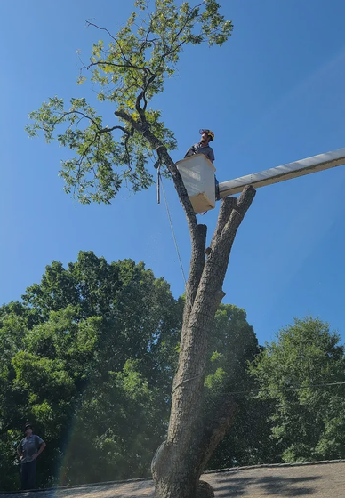 A person in a raised bucket lift prunes branches from a tall tree against a clear blue sky.