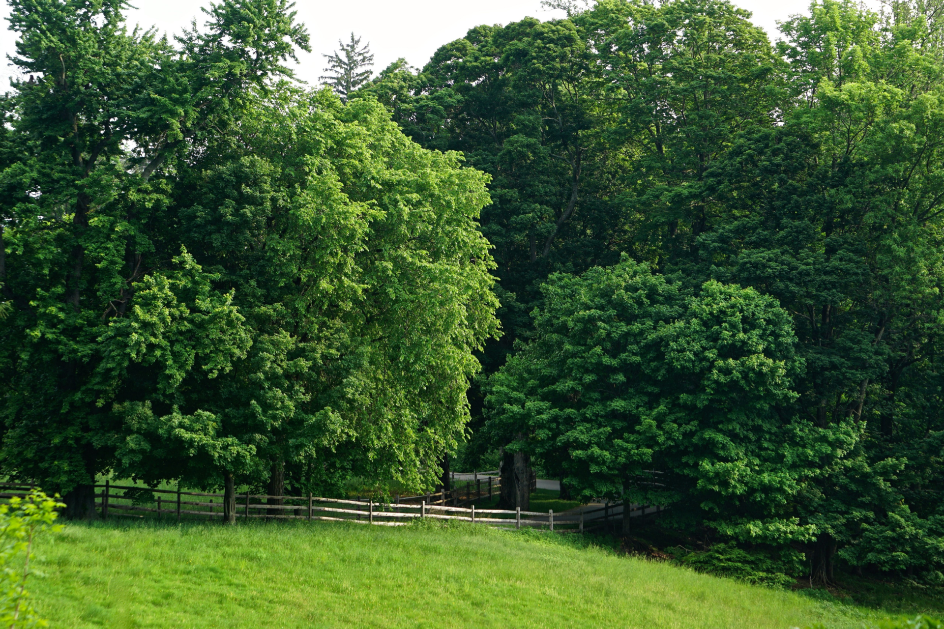 A lush, green grassy hill slopes toward a wooded area enclosed by a simple wooden fence.