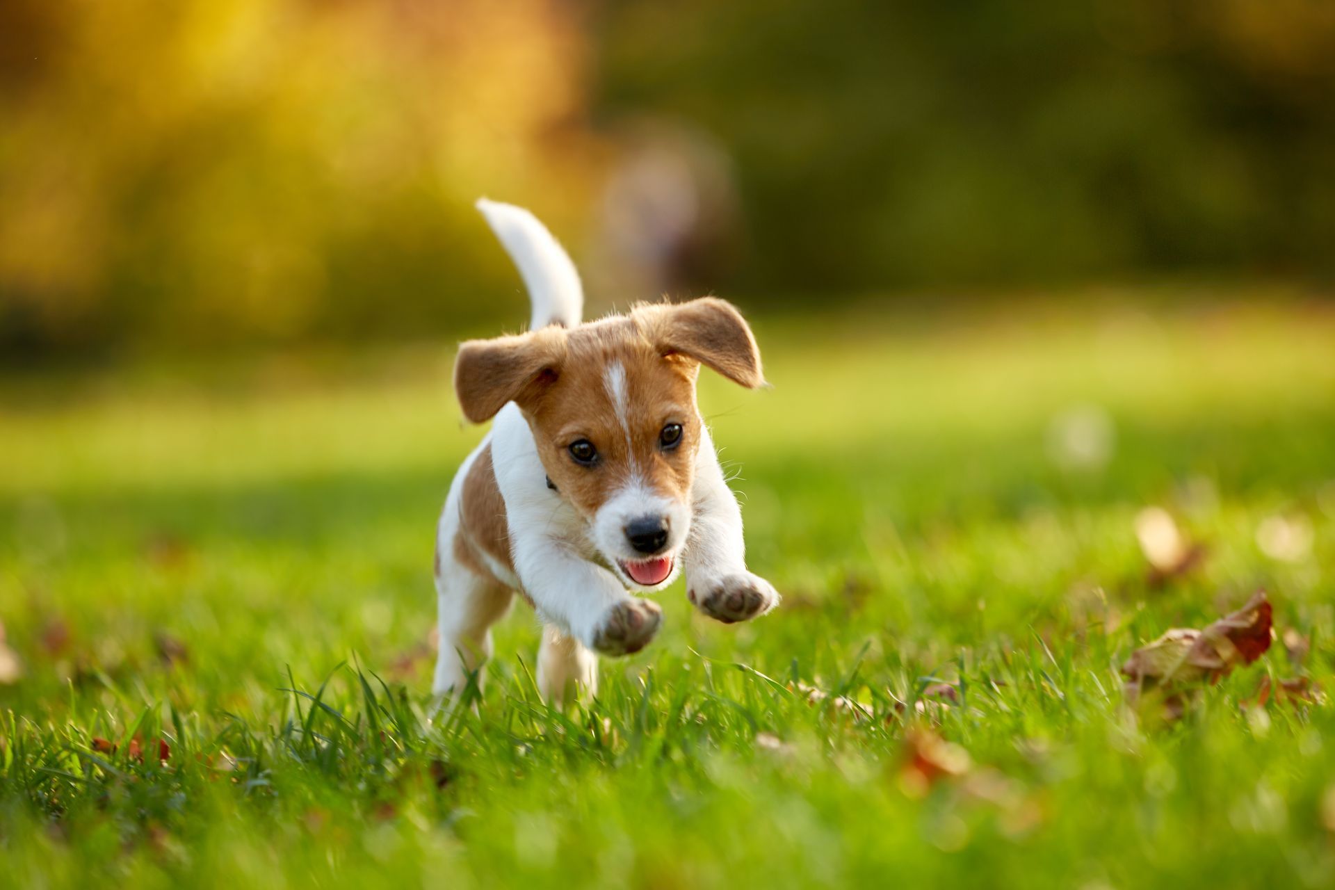 A small puppy is running in the grass.