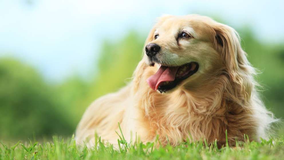 A golden retriever is laying in the grass with its tongue hanging out.