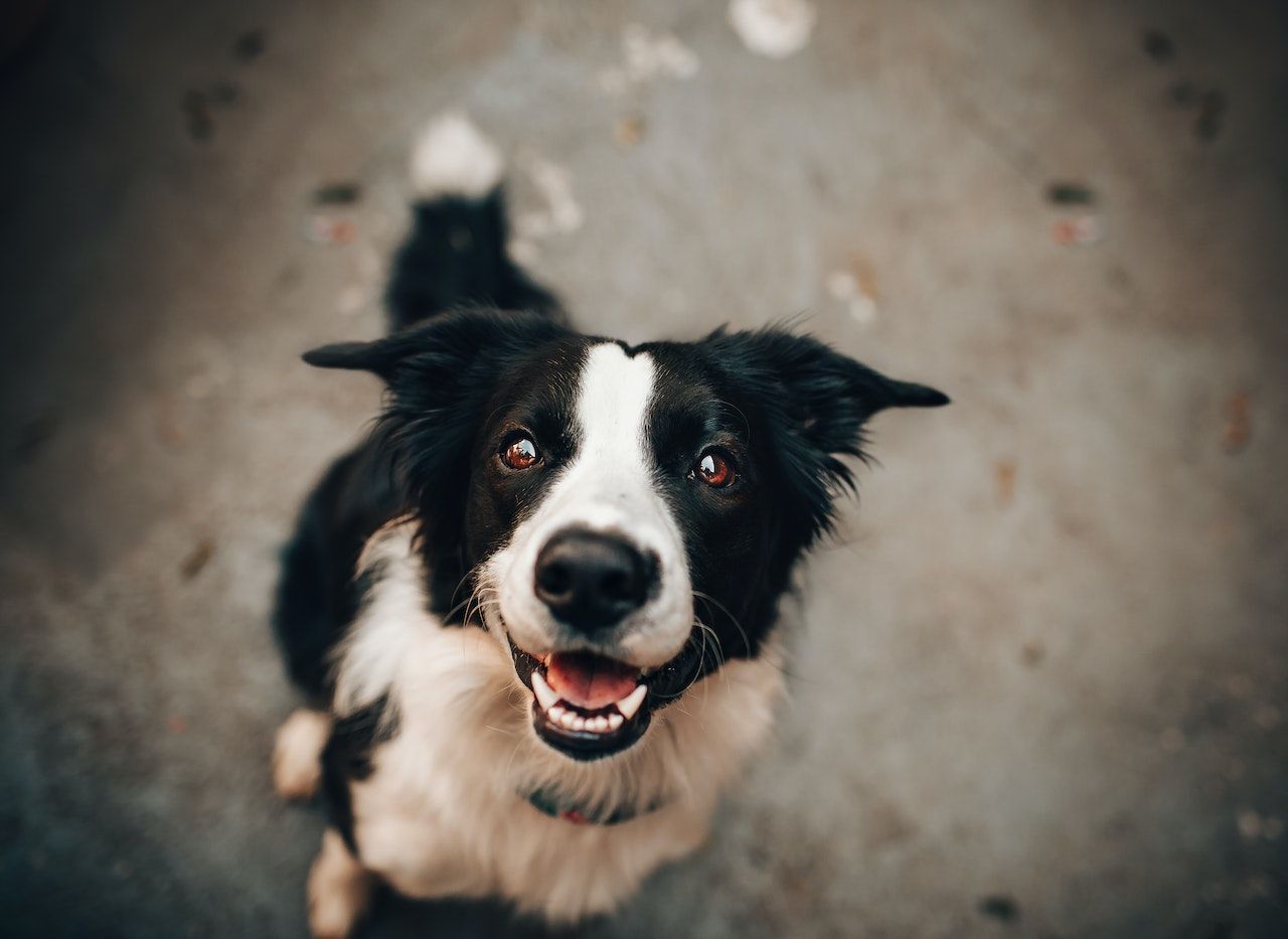 A black and white border collie is looking up at the camera.