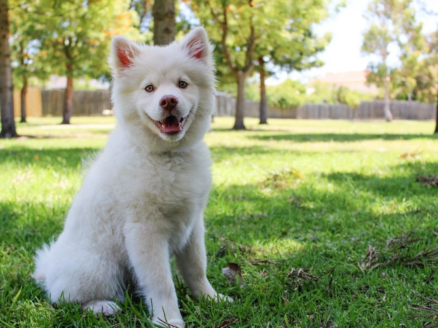 A white puppy is sitting in the grass in a park.