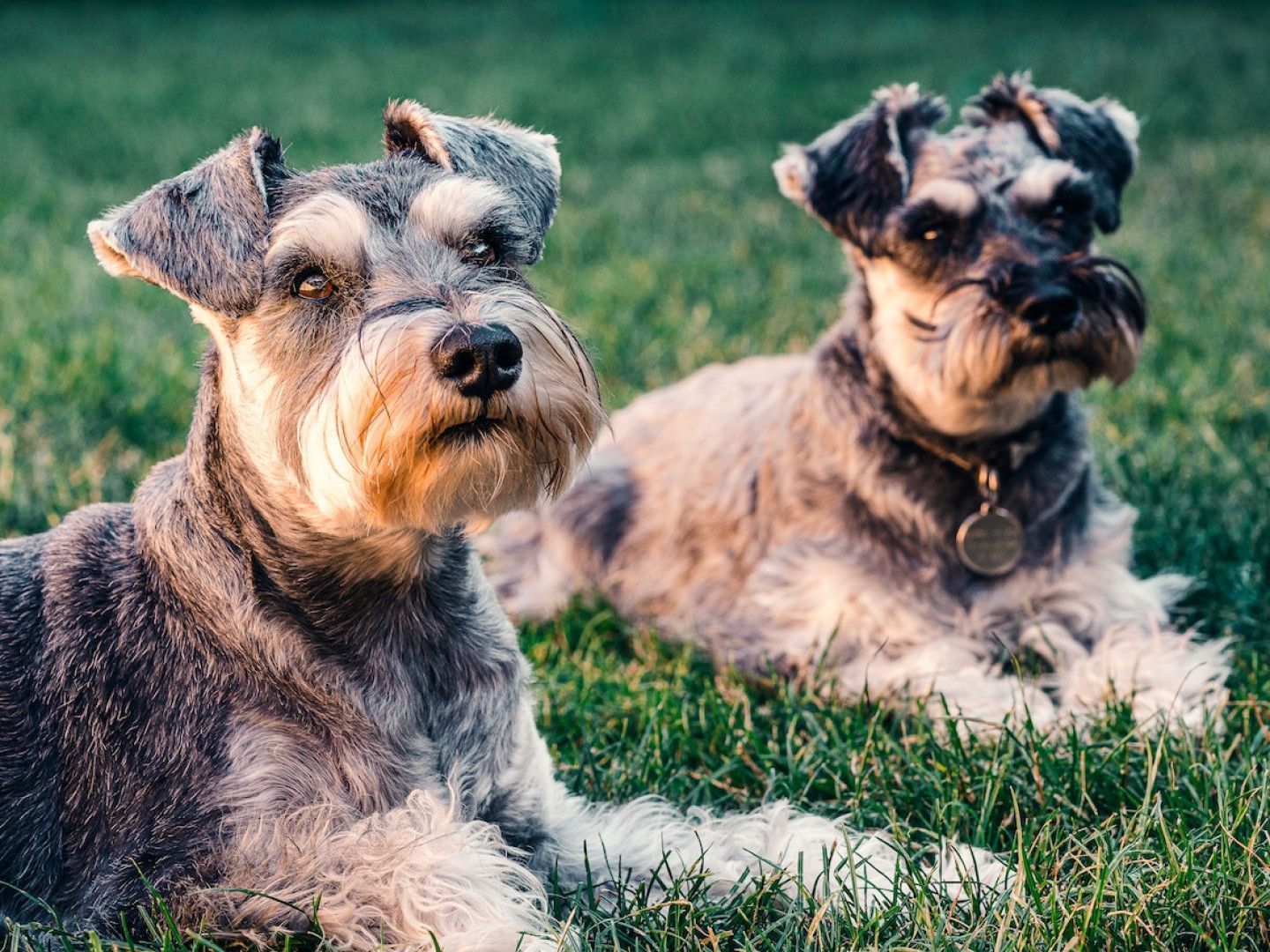 Two schnauzer dogs are laying in the grass together.