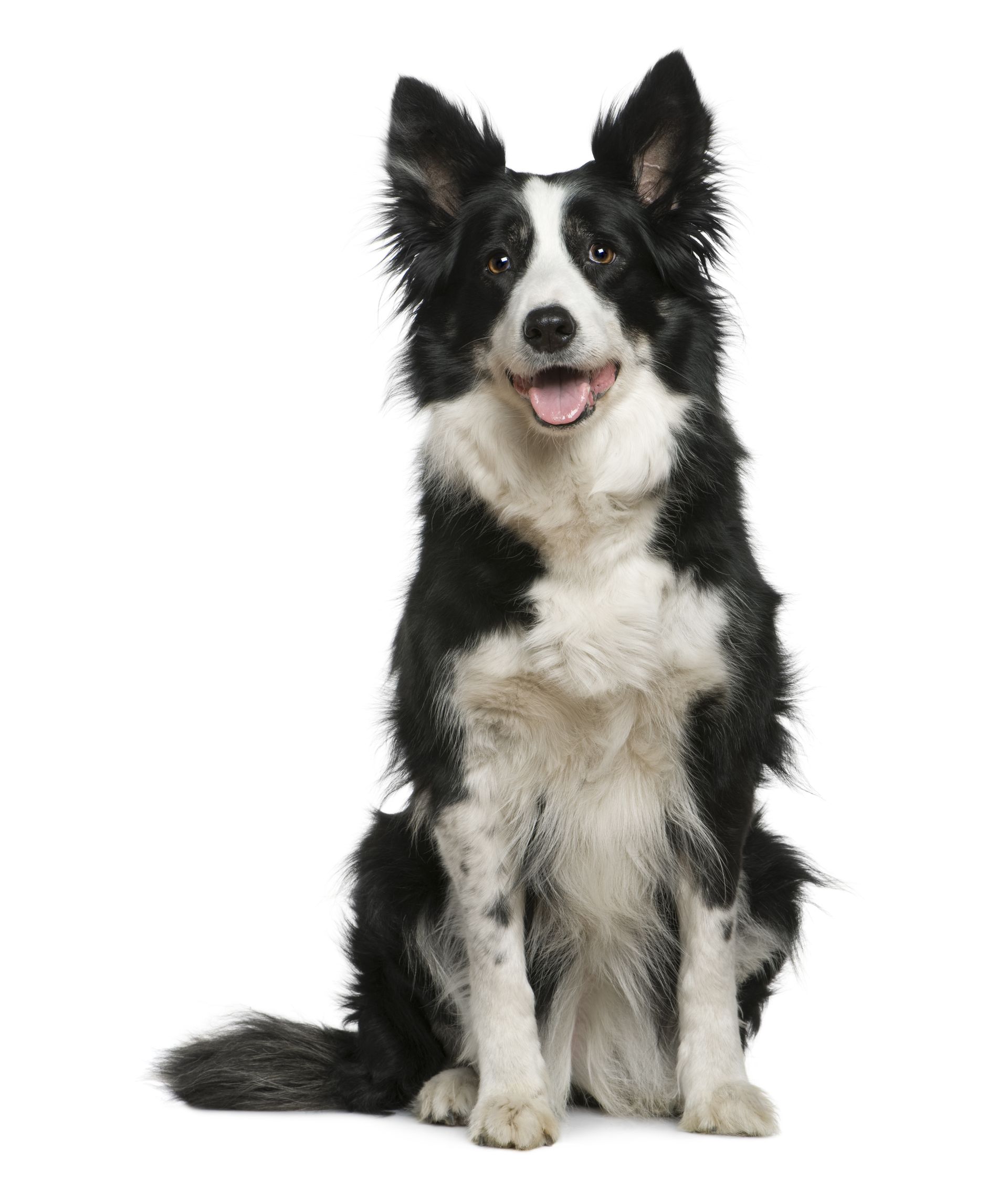 A black and white border collie dog is sitting in front of a white background.