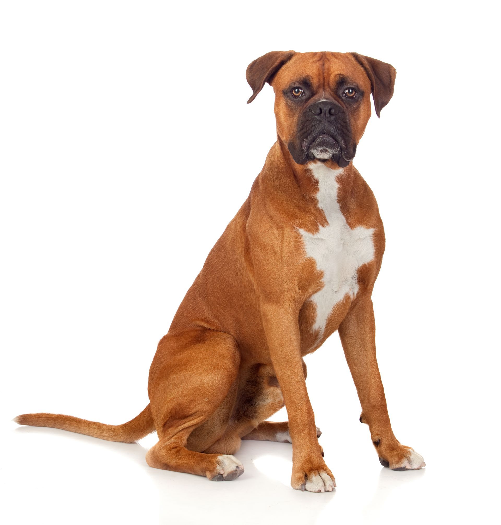 A brown and white boxer dog is sitting on a white surface