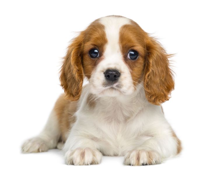 A brown and white puppy is laying down in front of a white background.