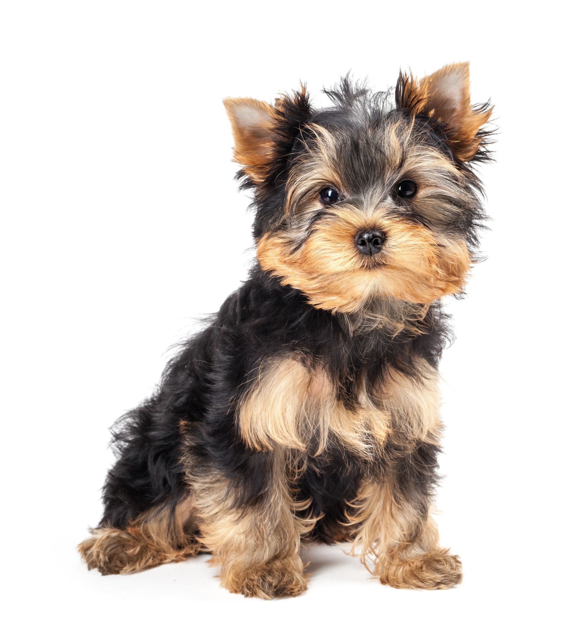 A small yorkshire terrier puppy is sitting on a white background.