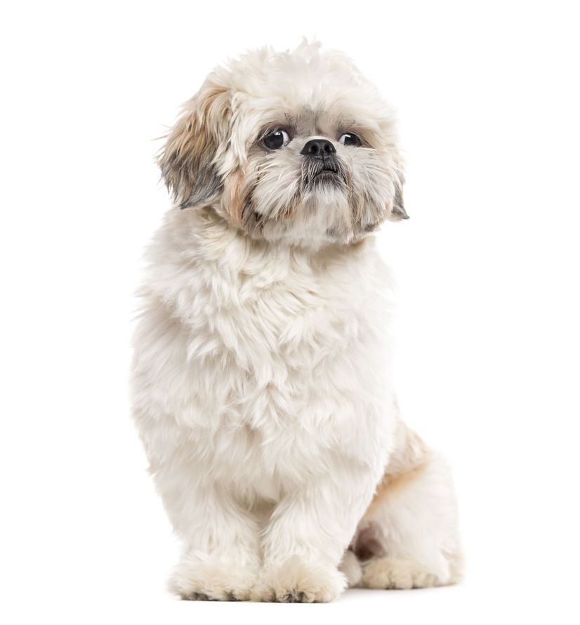 A shih tzu dog is sitting in front of a white background.