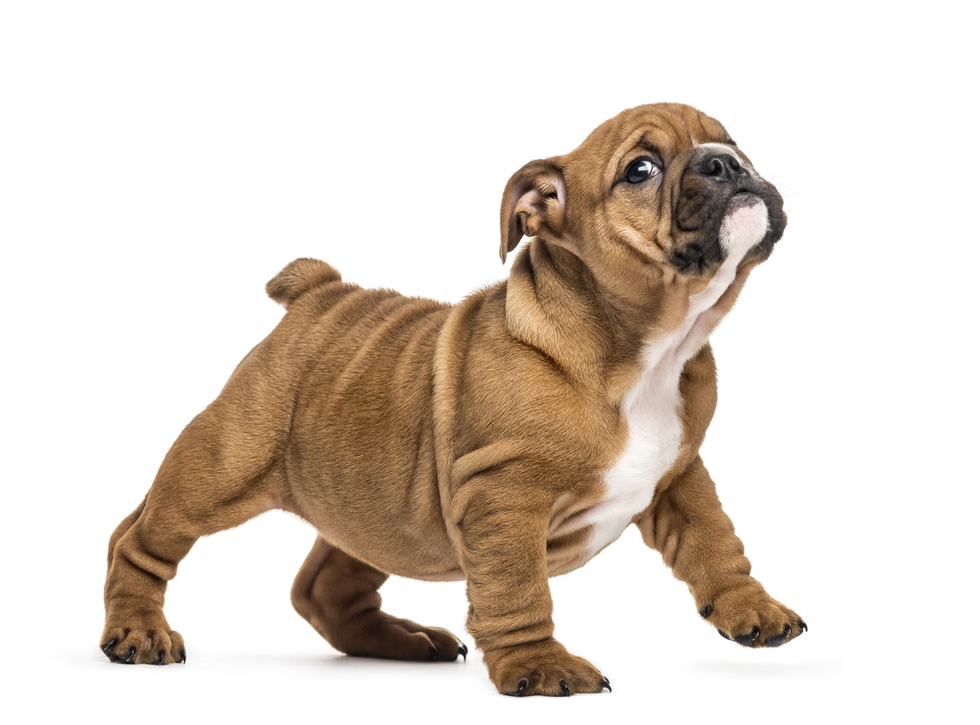 A brown and white bulldog puppy is standing in front of a white background.