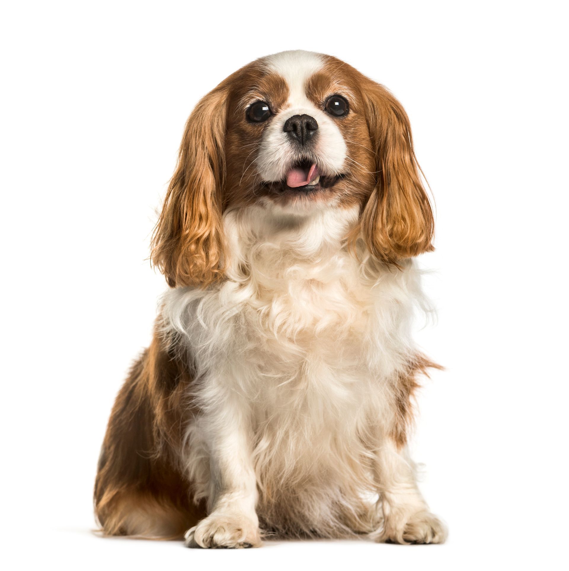 A cavalier king charles spaniel is sitting in front of a white background.