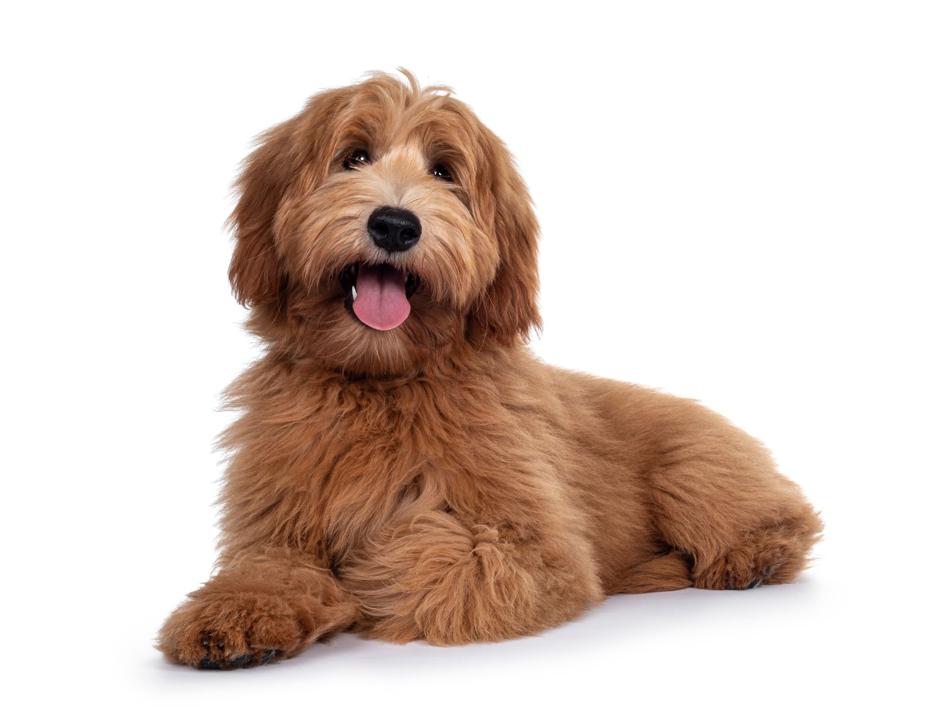 A brown dog is laying down with its tongue out on a white background.