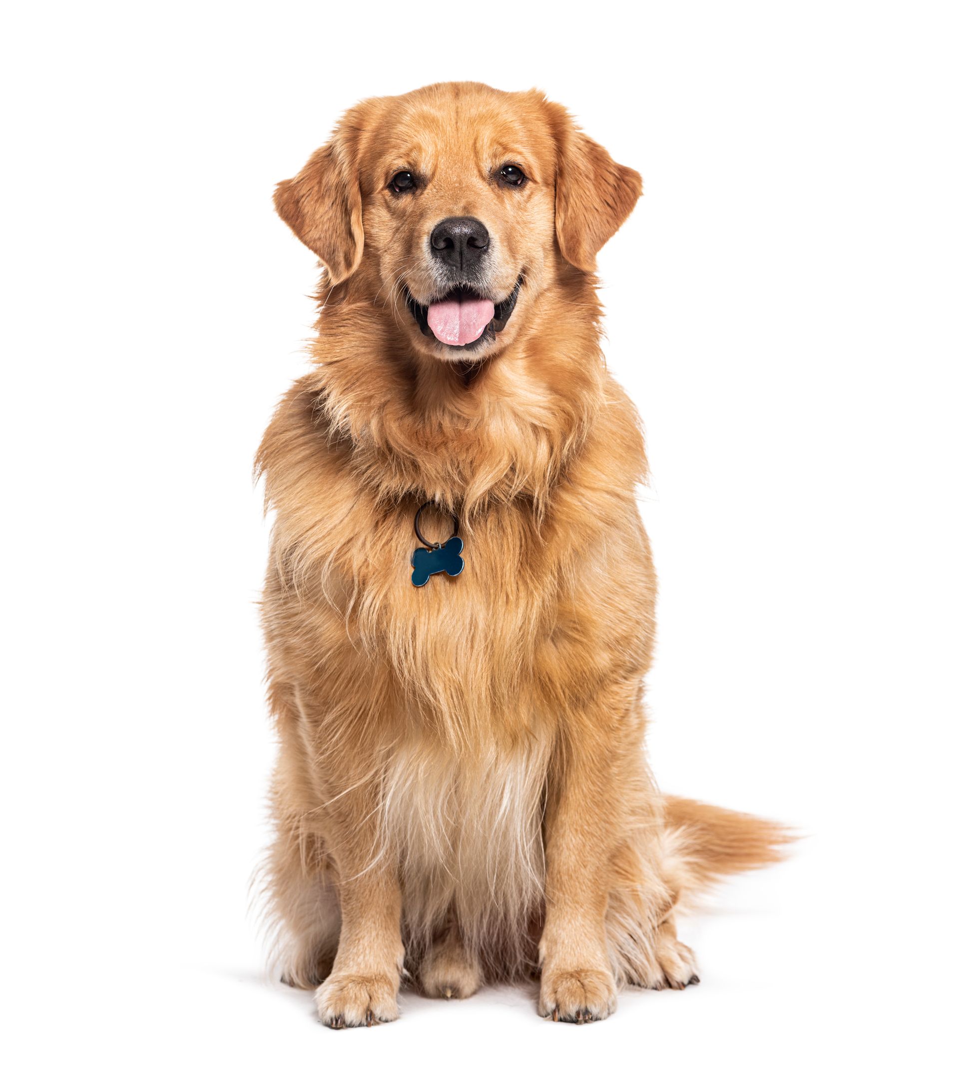 A golden retriever dog is sitting in front of a white background.