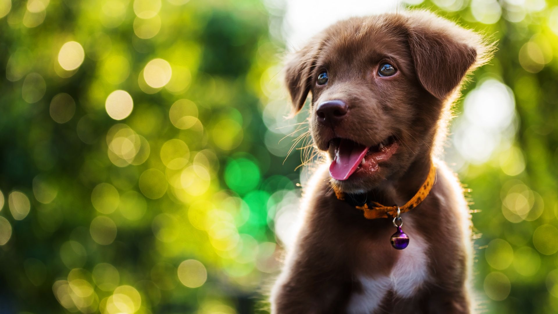 A brown puppy wearing a yellow collar is sitting in front of a green background.