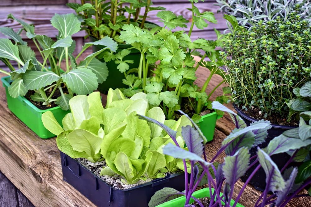 Close-up of Several Small Containers Filled With Various Green and Purple — Hunter Valley Plant Market in Nulkaba, NSW