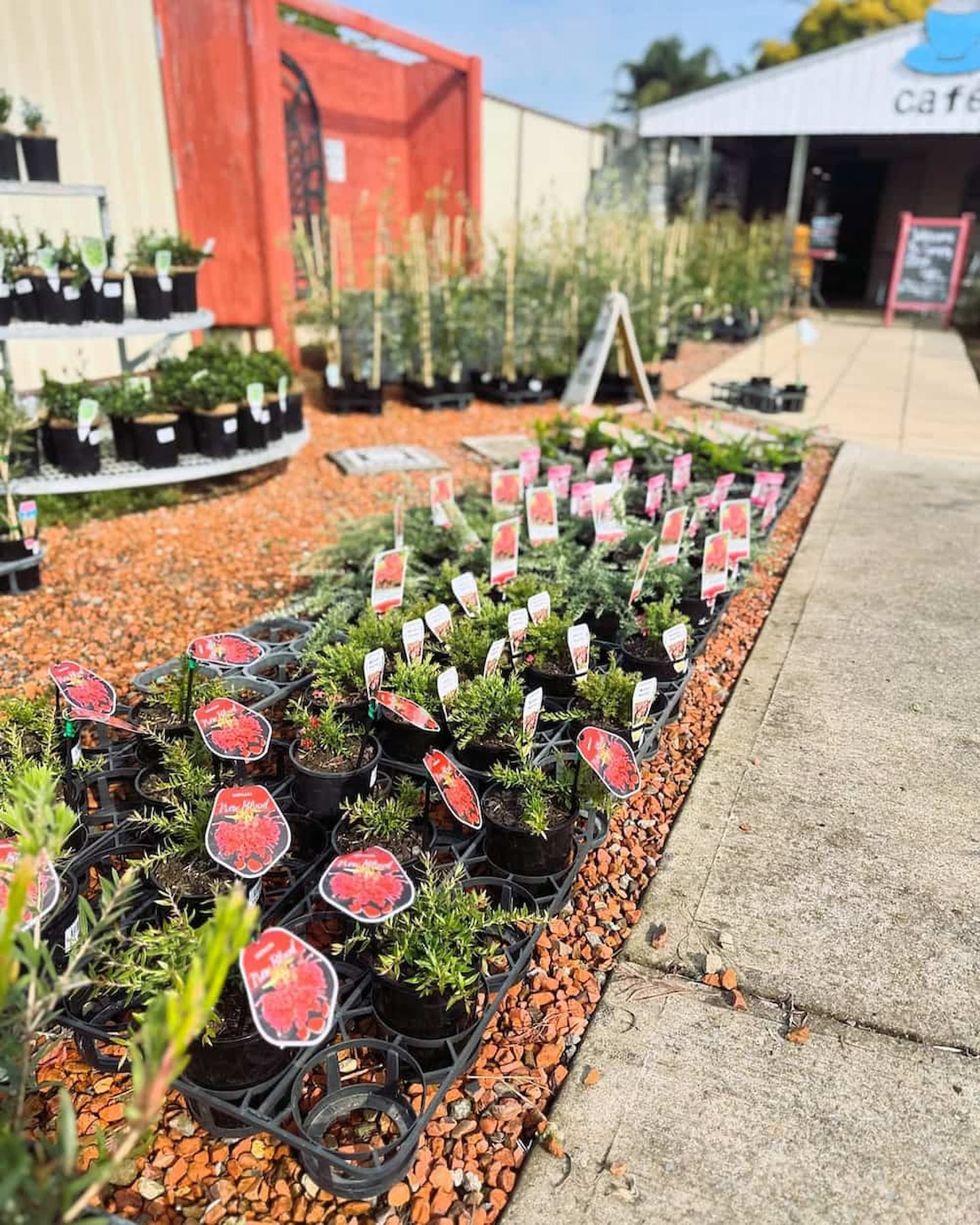 A row of plants lined up in a garden — Hunter Valley Plant Market in Nulkaba, NSW