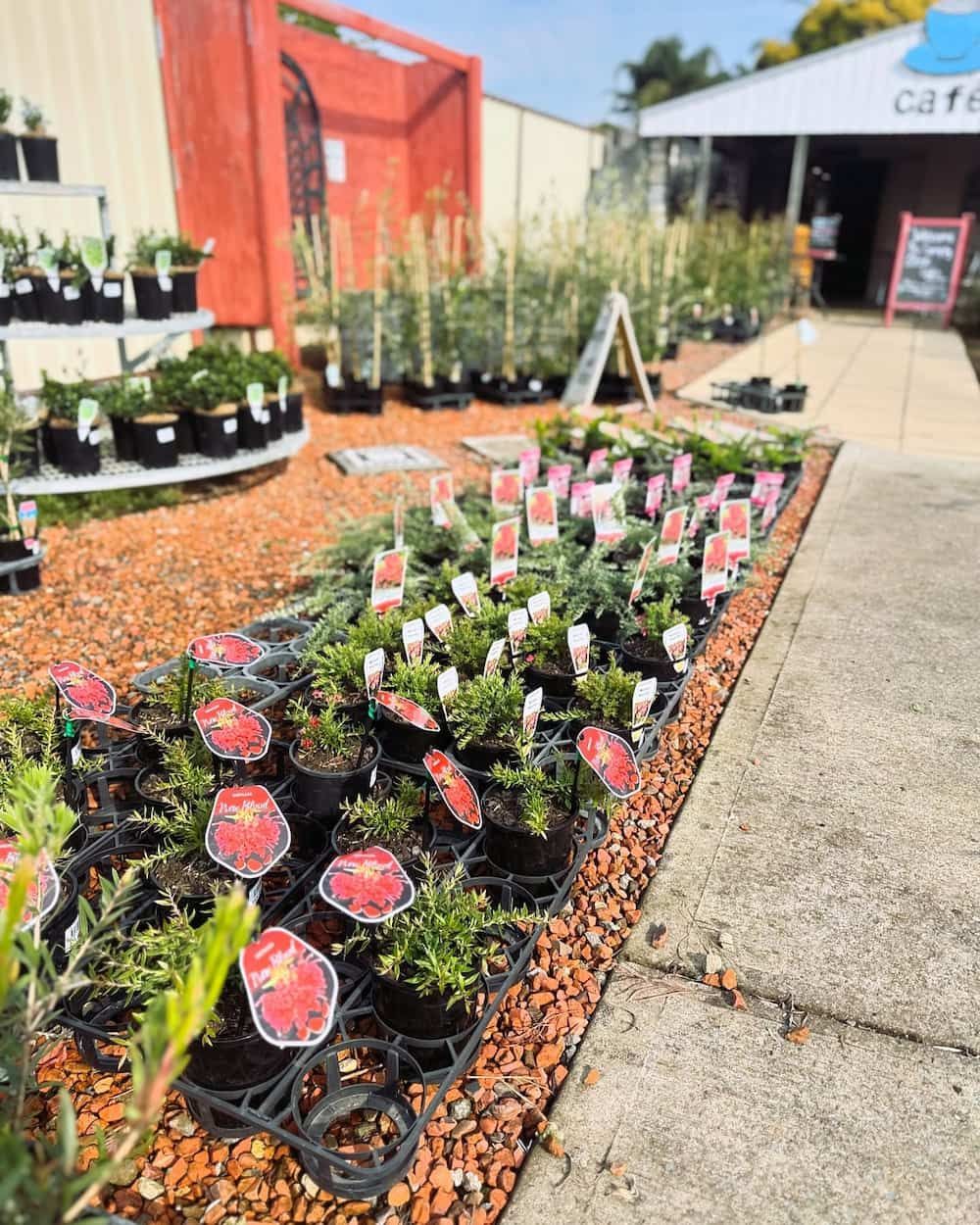 Plants for Sale at a Garden Center. Rows of Potted Plants — Hunter Valley Plant Market in Nulkaba, NSW