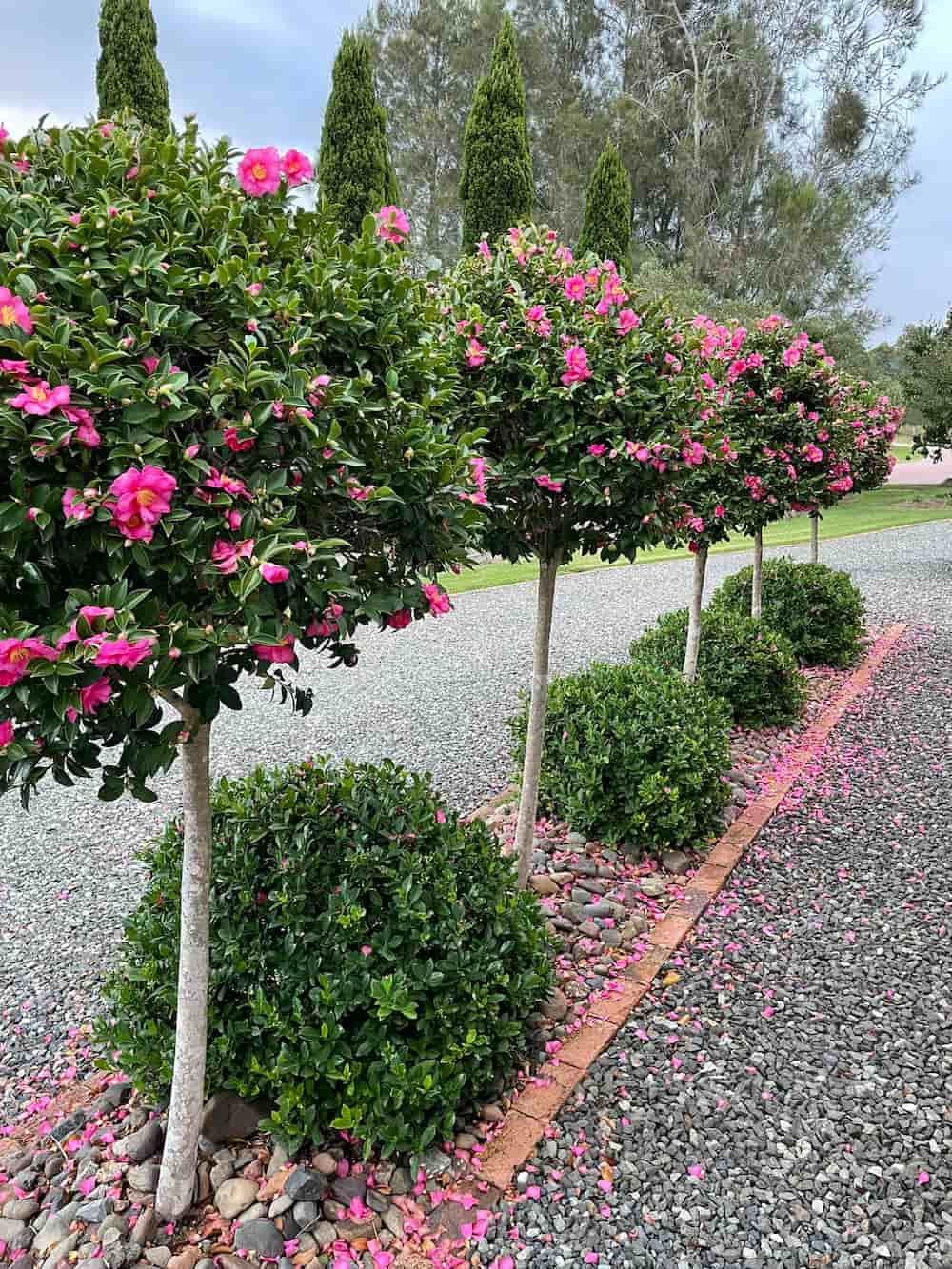 Row of Flowering Pink Tree Topiaries With Green Shrub Bases — Hunter Valley Plant Market in Nulkaba, NSW