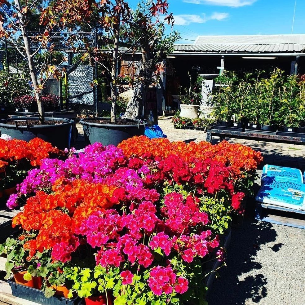A Sunny Outdoor Scene at a Garden Center With Colourful — Hunter Valley Plant Market in Nulkaba, NSW