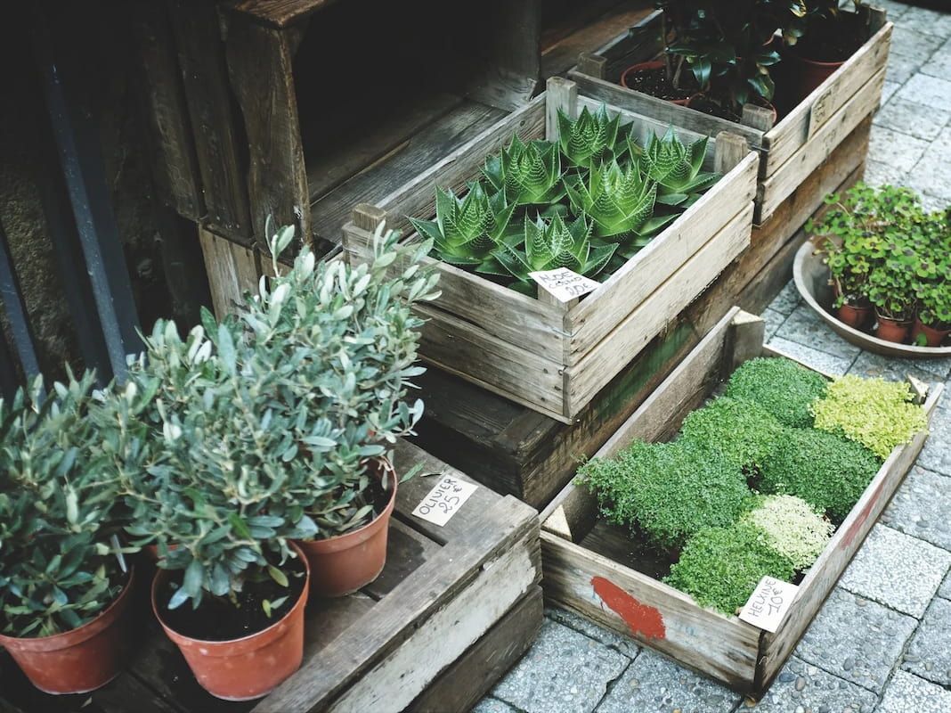 A Row of Wooden Crates Filled with Potted Plants — Hunter Valley Plant Market in Nulkaba, NSW