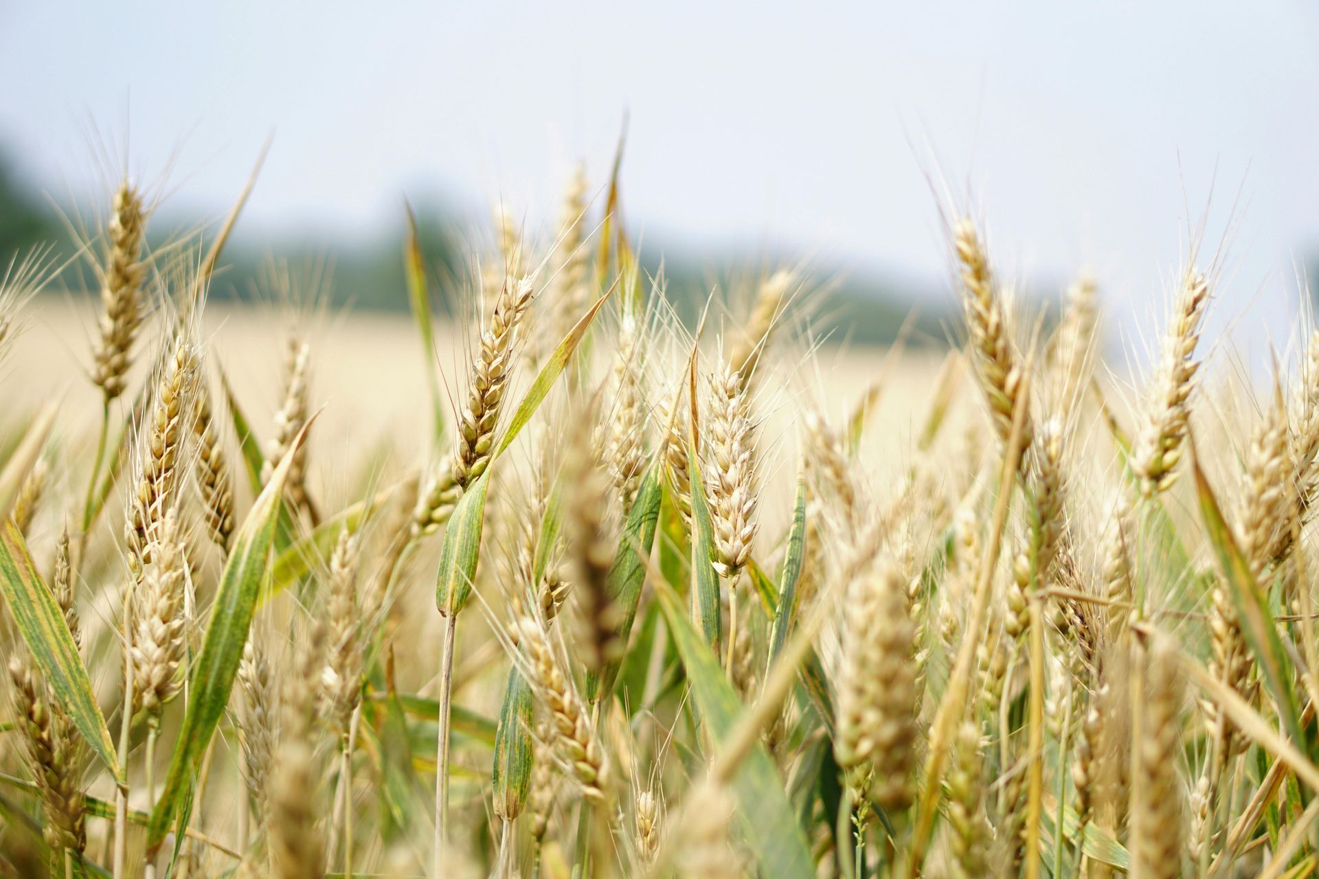 Wheat field, close-up of golden wheat stalks with green leaves under a pale sky.
