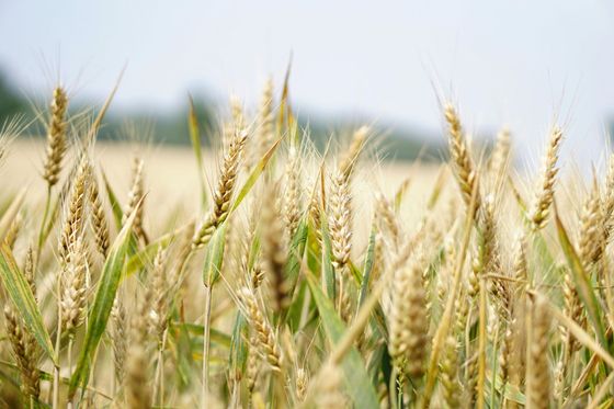 Wheat field, close-up of golden wheat stalks with green leaves under a pale sky.
