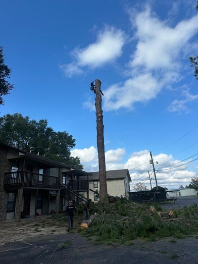 A man is climbing a tree in front of a house.