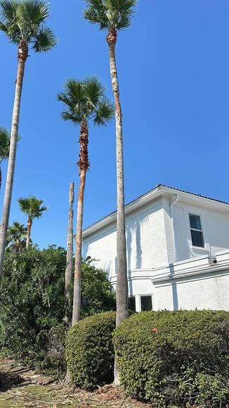 A white house with palm trees in front of it on a sunny day.