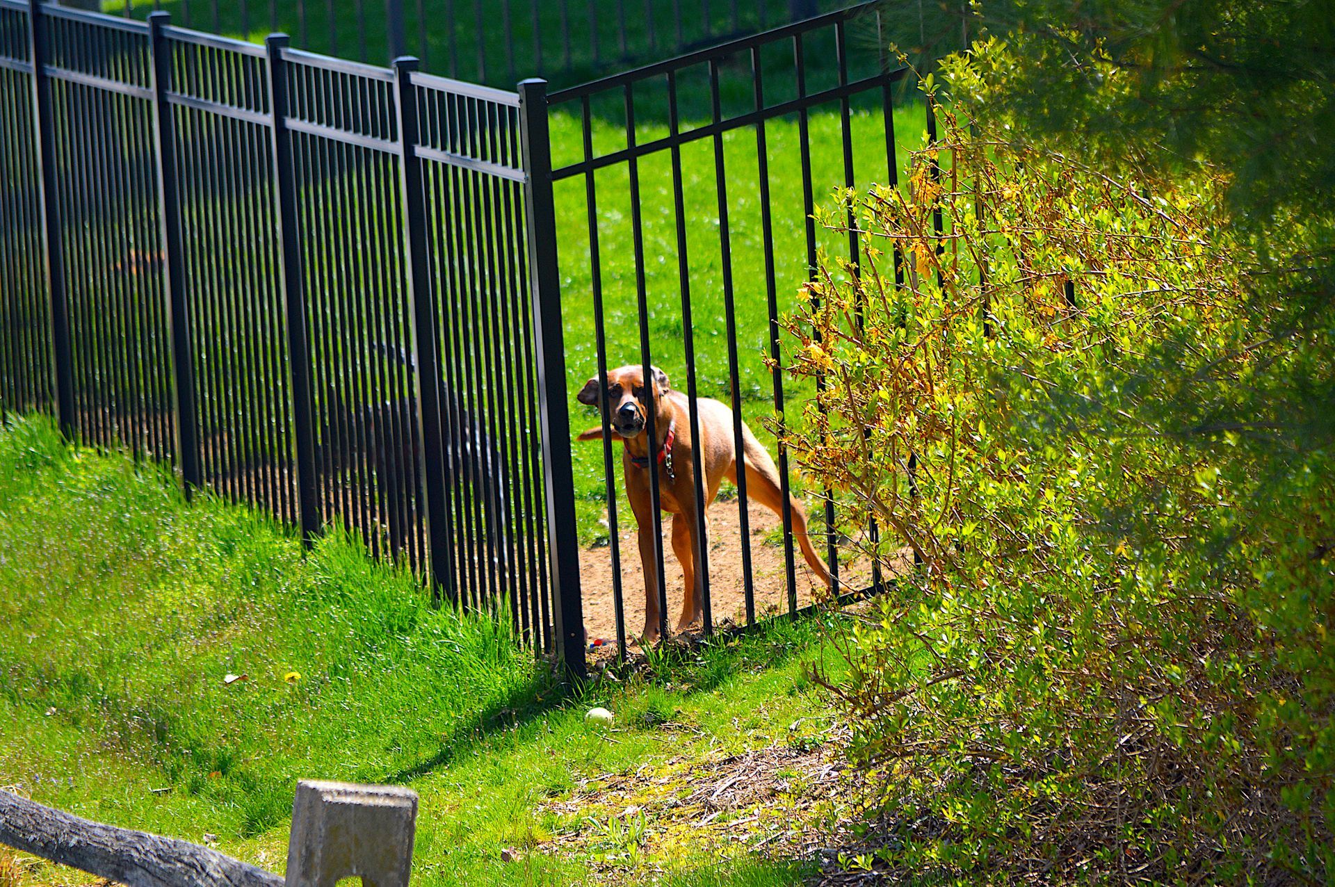 Happy dog enjoying a sunny day behind an animal-friendly fence, promoting safe and secure pet environments Happy dog enjoying a sunny day behind an animal-friendly fence, promoting safe and secure pet environments