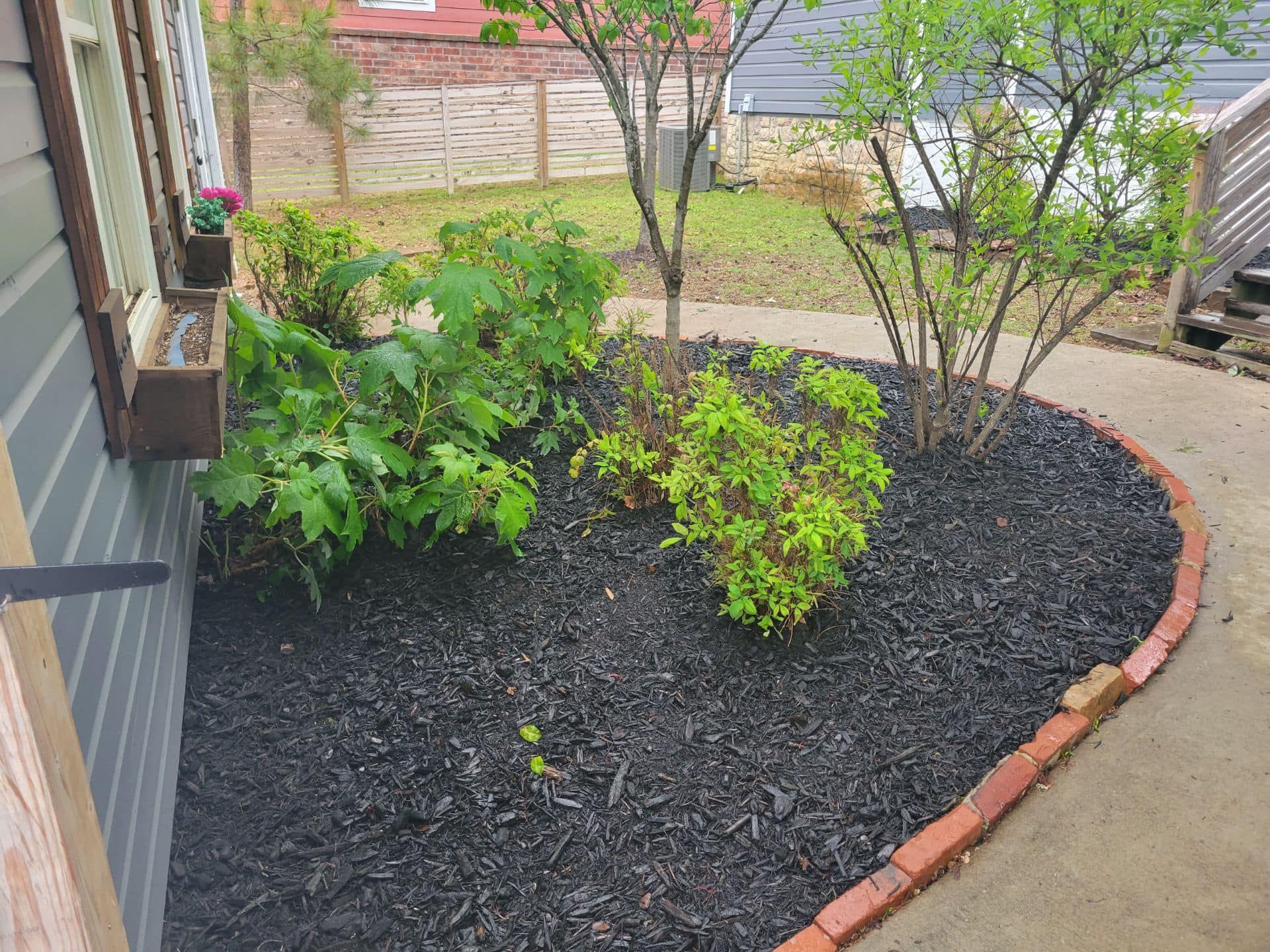A landscaped garden bed with black mulch, green plants, and a brick border next to a sidewalk and house.