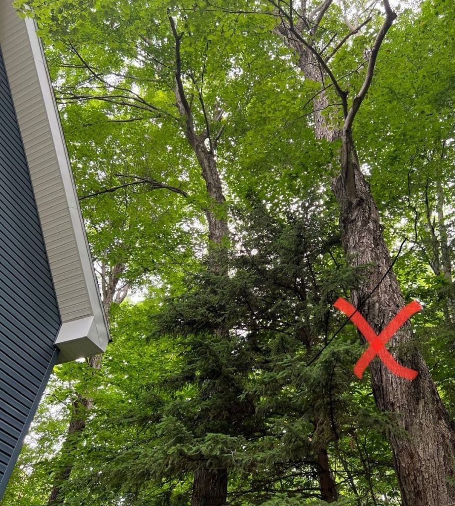 A tree with a red x on it is in front of a house.