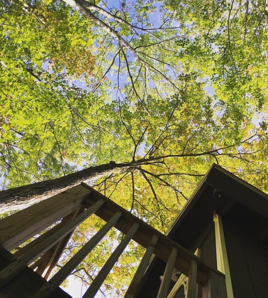 Looking up at the trees from the stairs of a tree house