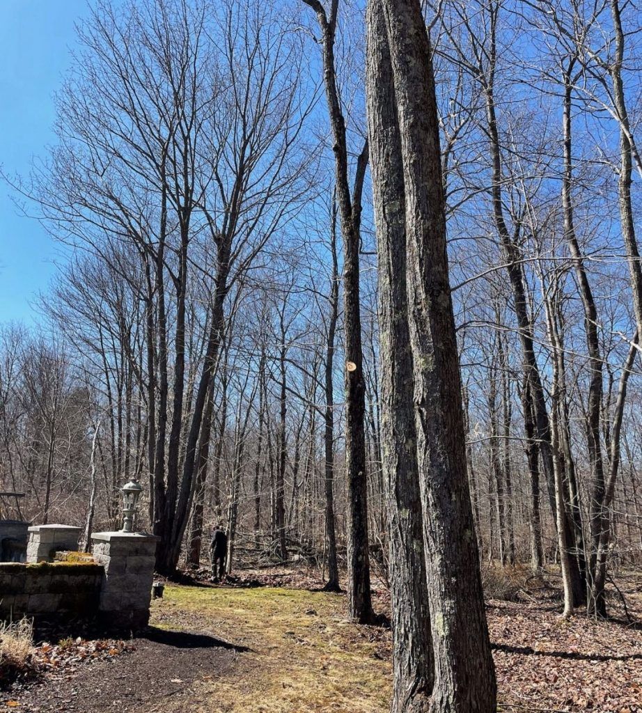 A path in the middle of a forest with trees without leaves on a sunny day.