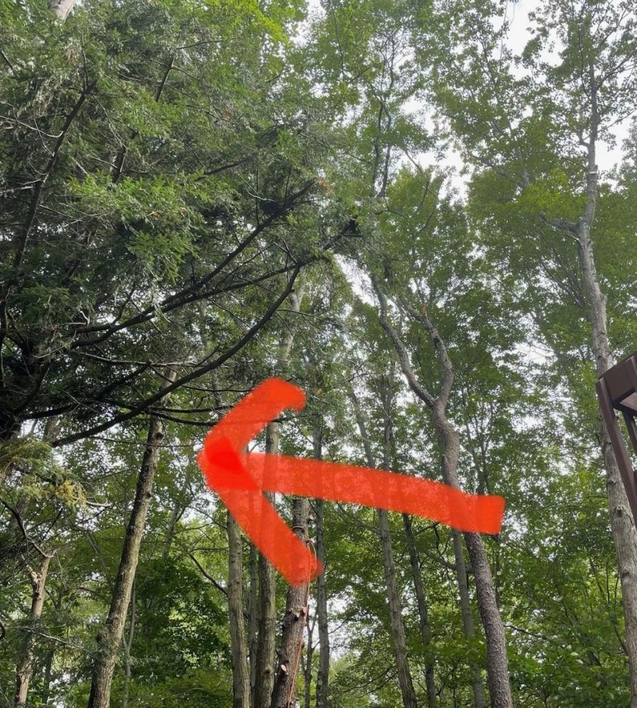 A red arrow points to a tree in the woods